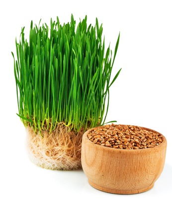 Wheat sprouts and wheat seeds in the wooden bowl isolated on white backgroundの写真素材
