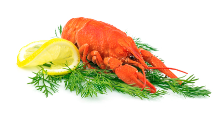 Red cooked lobster with lemon on dill isolated on white backgroundの写真素材