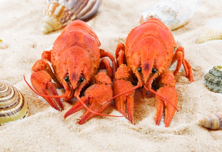 Macro view of two red lobsters laying on a sandy beach with seashellsの写真素材