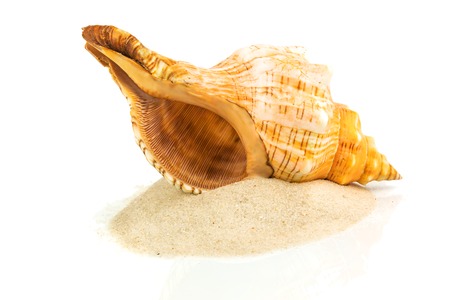Shell on sand isolated on white backgroundの写真素材