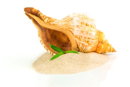Spa concept with seashell and bamboo isolated on white backgroundの写真素材