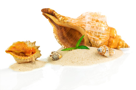 Spa concept with seashells and bamboo isolated on white backgroundの写真素材