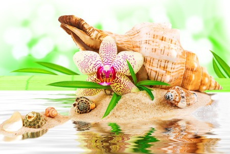 Spa concept with seashell and green leavesの写真素材