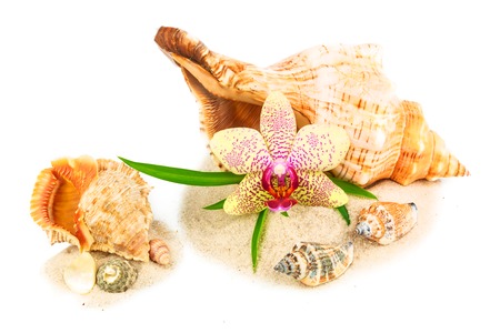 Shells on sand with orchid and bamboo isolated on white backgroundの写真素材