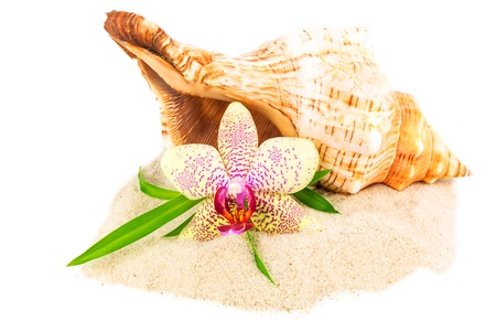 Seashell, bamboo and orchid on the sand isolated on white backgroundの写真素材