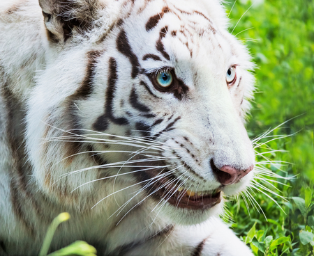 White tiger with grassの写真素材