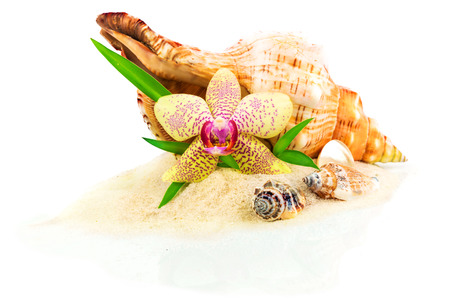 Seashells, bamboo and orchid isolated on white backgroundの写真素材