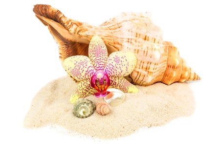 Shells on sand with orchid isolated on white backgroundの写真素材