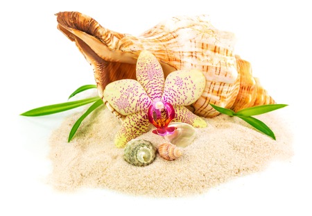 Shells on sand with flower and bamboo isolated on white backgroundの写真素材