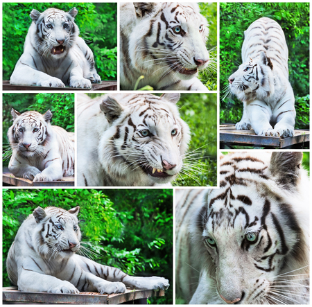 Collage from white tigers in different posesの写真素材