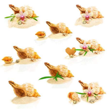 Collage from seashells, bamboo and orchid isolated on white backgroundの写真素材