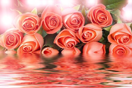 Fresh pink roses in water with reflectionの写真素材