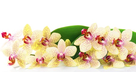 Orchid with green leaves isolated on white backgroundの写真素材