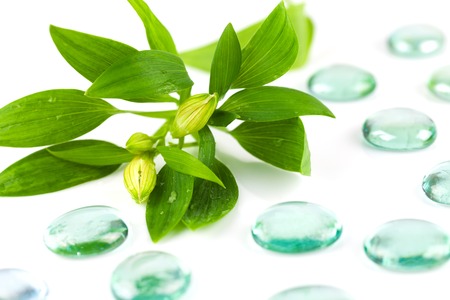 Plant with drops isolated on white backgroundの写真素材