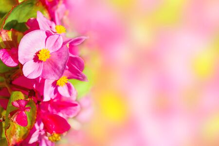 Macro view of pink flowers with green leaves vertical backgroundの写真素材
