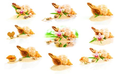 Collage from seashells, bamboo and orchid isolated on white backgroundの写真素材