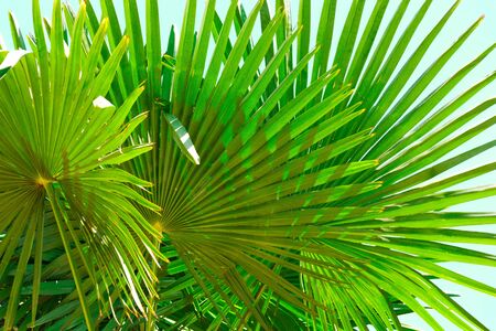 Green palm leaves in the sky backgroundの写真素材