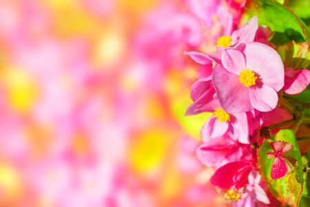 Macro view of pink flowers backgroundの写真素材