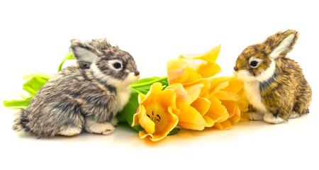 Rabbits toys with yellow flowers tulips isolated on white backgroundの写真素材