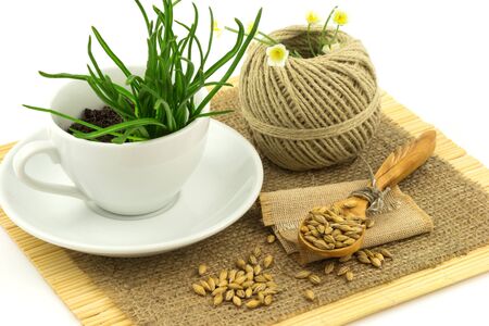 Composition from grass in the cup and plate, seeds, mat, sacking, spoon, thread isolated on white backgroundの写真素材