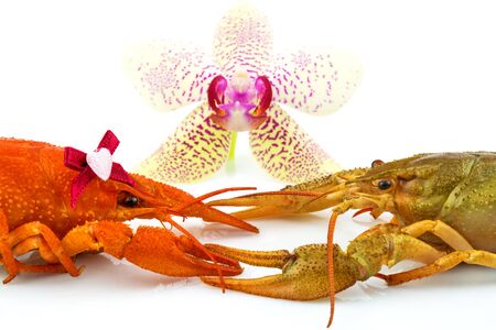Couple of crayfishes with orchid isolated on white backgroundの写真素材