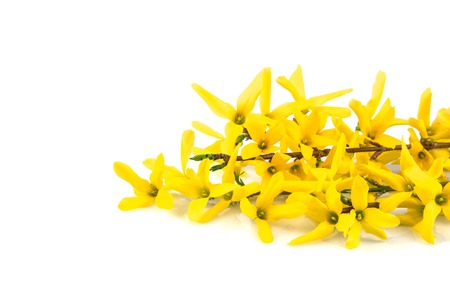 Spring flower forsythia isolated on white backgroundの写真素材