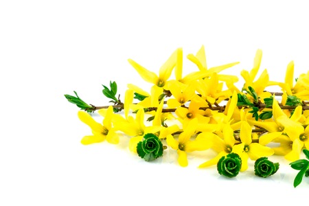 Spring flower forsythia and green leaves isolated on white backgroundの写真素材