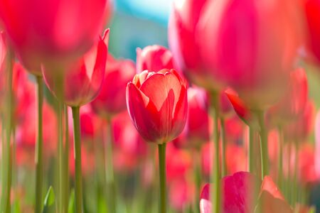 Fresh tulips backgroundの写真素材