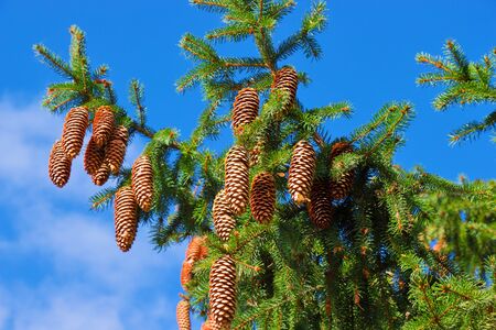 Macro view of pine tree with cones on sky backgroundの写真素材