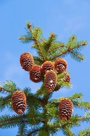 Macro view of pine tree with cones on sky backgroundの写真素材