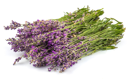 Bouquet of lavender in close-up isolated on white backgroundの写真素材