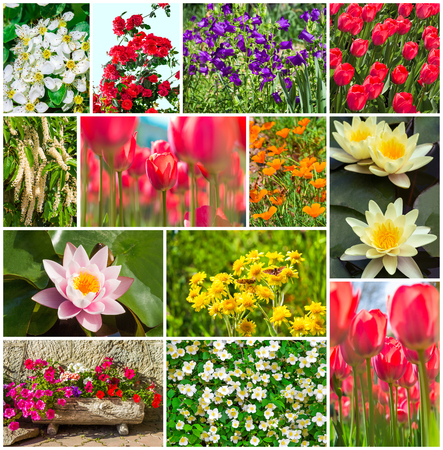 Set of garden, field and water flowersの写真素材