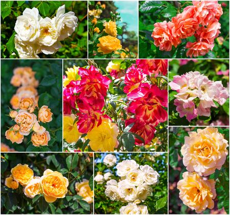 Beautiful fresh pink and yellow roses, collectionの写真素材