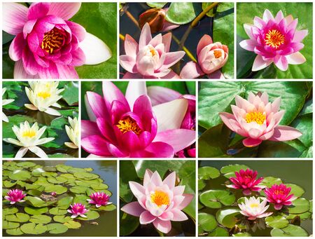 Macro view of beautiful fresh water lily, setの写真素材