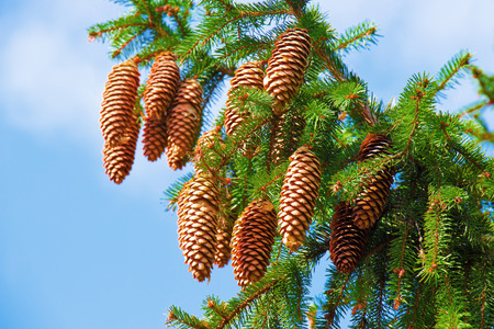 Macro view of pine tree with cones on sky backgroundの写真素材
