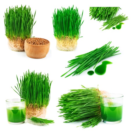 Wheatgrass juice with sprouted wheat and wheat seeds isolated on white background, setの写真素材