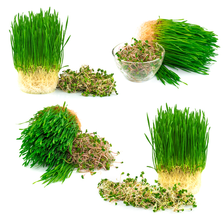 Wheatgrass and green radish isolated on white background, setの写真素材