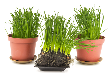 Green fresh grass in brown pot, soil isolated on white backgroundの写真素材