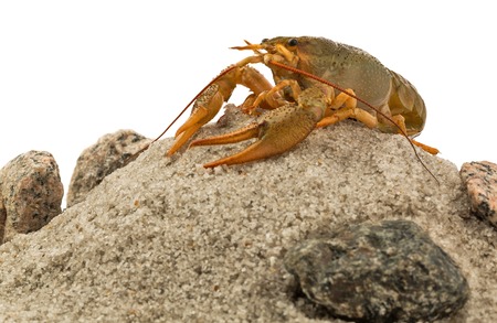 Alive crayfish on the heap of stones and sandの写真素材