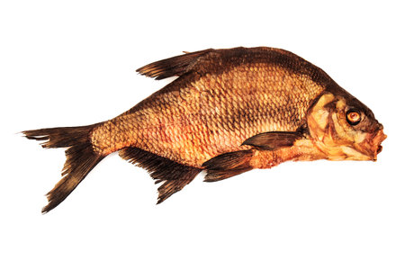 Sea bream gold fish isolated on white background