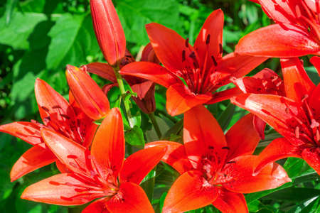 Orange lily flower backgroundの写真素材