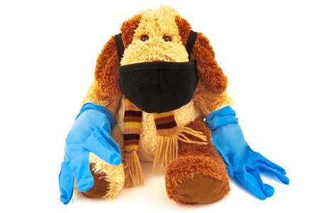 Concept with toy animal fluffy puppy in black medical protective surgical mask and rubber gloves. Isolated on white backgroundの写真素材