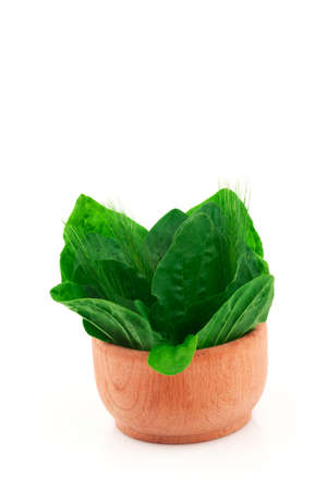 Medical fresh herbs plantain, goose-grass in wooden bowl isolated on white backgroundの写真素材