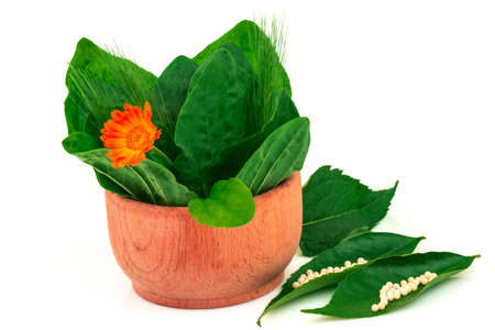 Medical fresh herbs plantain, goose-grass in wooden bowl isolated on white backgroundの写真素材