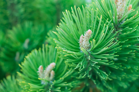 Spruce tree branches forest nature landscape, fir branch close-up. Christmas background holiday...