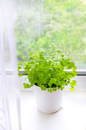 Greenery on the windowsill. Parsley in a white pot by the window on a clear sunny day. Healthy lifestyle, home gardening concept. vertical orientationの写真素材