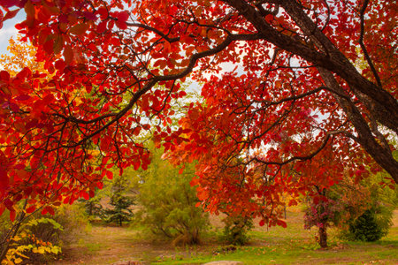 Beautiful landscape in the autumn forest. Colorful bright tree leaves, red, orange, yellow, green. autumnal park. Colorful foliage in the park. Falling leaves natural backgroundの写真素材