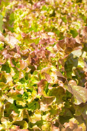 Lots of fresh leaves of greenery, a background of lettuce. Vegetarian food, raw food. Background for menus, recipes, etc. view from above. copyspace. vertical orientationの写真素材