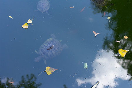 A water turtle in the river. Turtle under water. Beautiful autumn landscape with autumn leaves, water and a turtle swimming in the water. Cute little turtle in nature.の写真素材