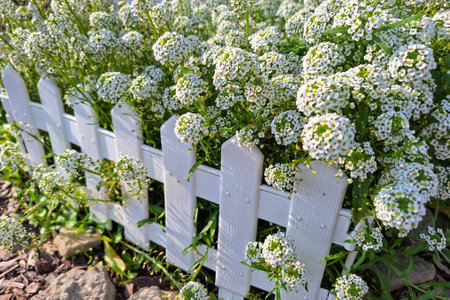 Background of white alyssum flowers, close-up. Flowerbed. Garden flowers in landscape design. flowering plants, blooming garden. Beautiful urban decoration with flowers and plants in an open areaの写真素材